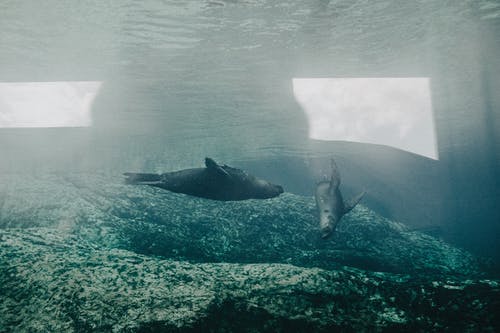 有关密封件, 水下, 水族馆的免费素材图片