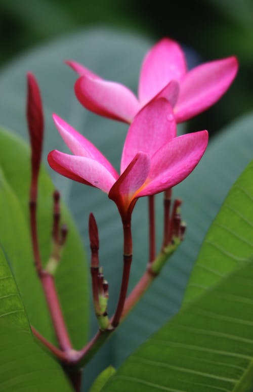 有关垂直拍摄, 天性, 户外的免费素材图片