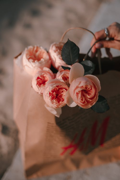 有关垂直拍摄, 宏观, 植物群的免费素材图片