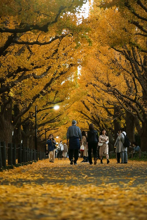 有关公園, 垂直拍摄, 樹木的免费素材图片