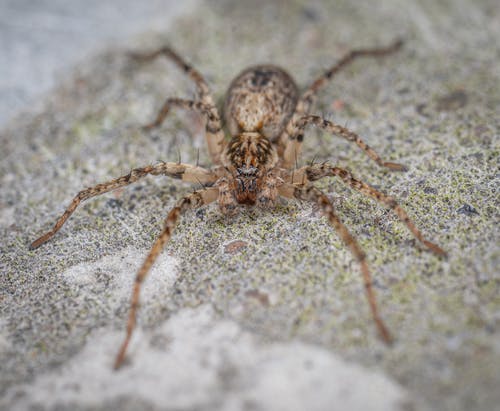 有关令人不寒而栗的, 动物, 特写的免费素材图片