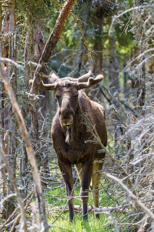 有关动物, 哺乳动物, 垂直拍摄的免费素材图片