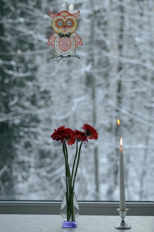 有关垂直拍摄, 室内, 植物群的免费素材图片