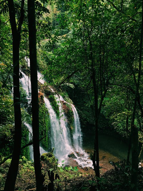 有关公园, 丛林, 垂直拍摄的免费素材图片