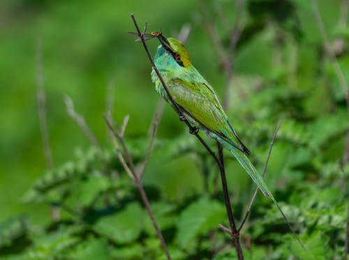 有关@户外, 亚洲绿色食蜂鸟, 動物的免费素材图片