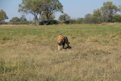有关动物, 哺乳动物, 国王的免费素材图片