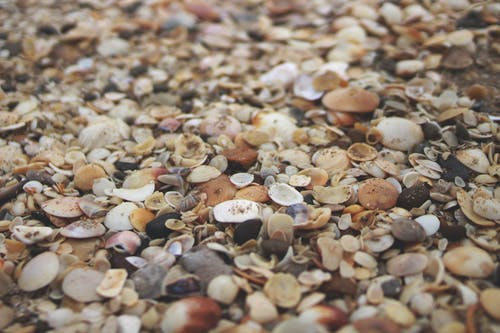 有关堆, 丰富, 贝壳的免费素材图片