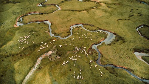 有关Copyspace, 一群動物, 動物的免费素材图片