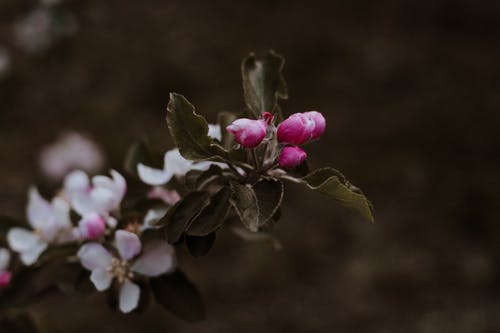 有关微距拍摄, 植物群, 模糊的背景的免费素材图片