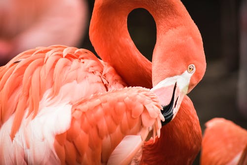 有关动物, 特写镜头, 红鹤的免费素材图片
