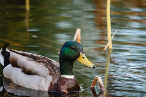 有关动物, 动物摄影, 水的免费素材图片