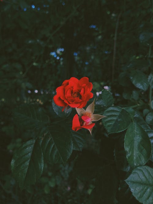 有关植物群, 红玫瑰, 绽放的花朵的免费素材图片