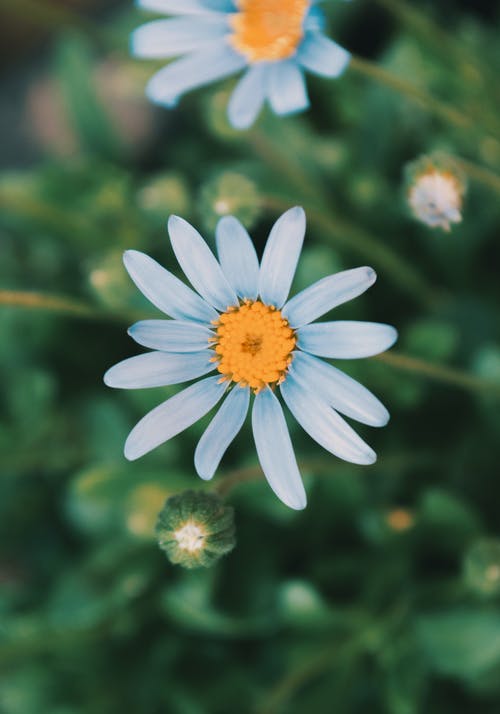 有关夏天, 工厂, 植物的的免费素材图片