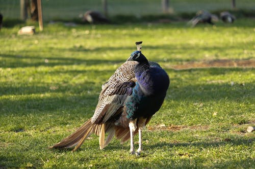 有关动物, 动物摄影, 孔雀的免费素材图片