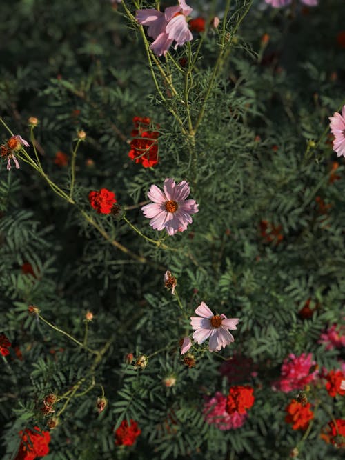 有关垂直拍摄, 增长, 微妙的免费素材图片