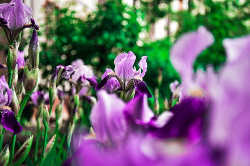 有关增长, 微妙, 微距摄影的免费素材图片