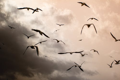 有关一群鸟, 冲天, 多云的天空的免费素材图片