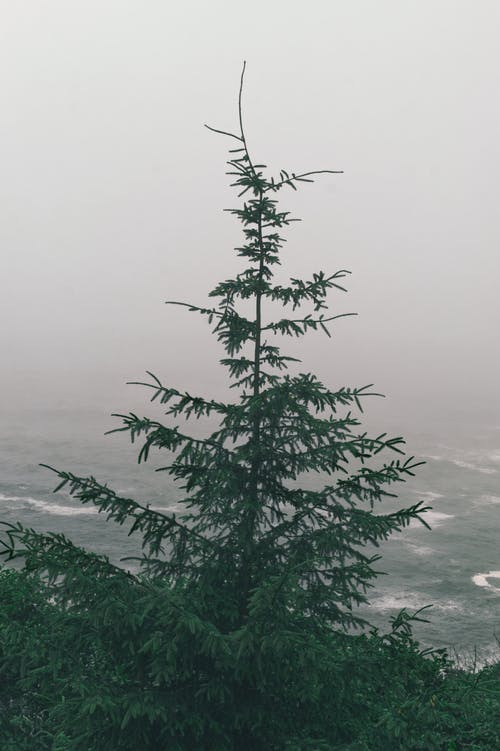 有关垂直拍摄, 坏心情, 树的免费素材图片