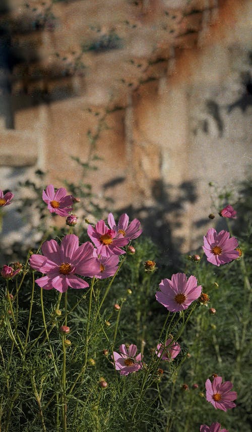 有关倾斜移位, 垂直拍摄, 增长的免费素材图片