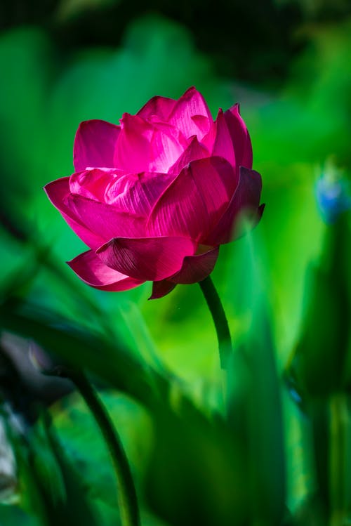 有关垂直拍摄, 增长, 微妙的免费素材图片