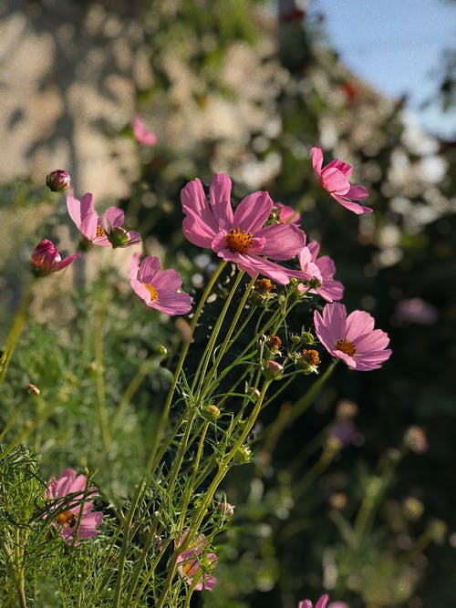 有关倾斜移位, 垂直拍摄, 增长的免费素材图片