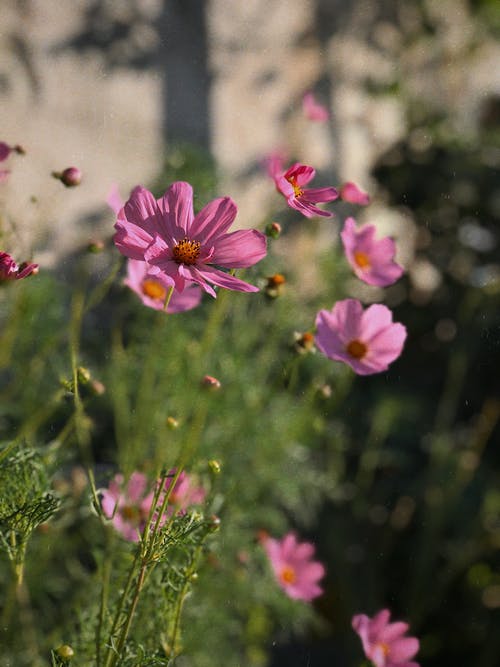 有关倾斜移位, 垂直拍摄, 增长的免费素材图片