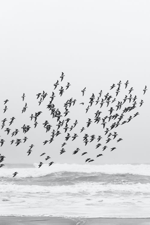 有关一群鸟, 冲天, 垂直拍摄的免费素材图片