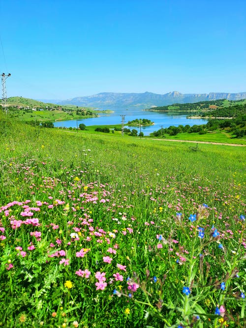 有关垂直拍摄, 夏天, 天性的免费素材图片