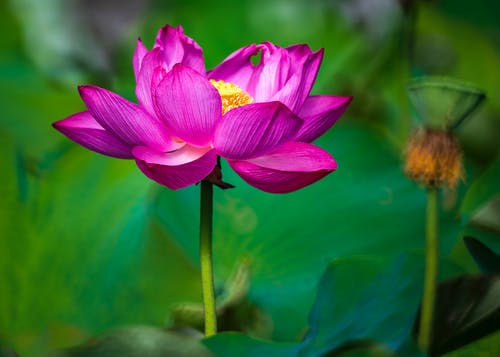 有关垂直拍摄, 增长, 微妙的免费素材图片