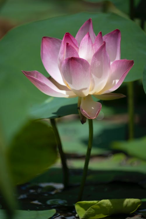 有关垂直拍摄, 增长, 微妙的免费素材图片