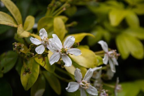 有关增长, 天性, 微妙的免费素材图片