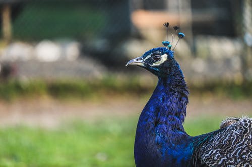 有关动物, 孔雀, 羽毛的免费素材图片