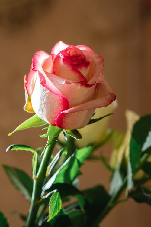 有关垂直拍摄, 微妙, 植物群的免费素材图片