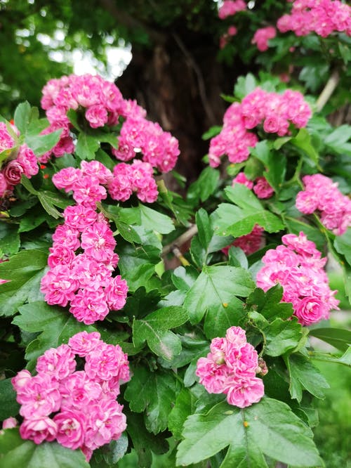 有关垂直拍摄, 增长, 微妙的免费素材图片