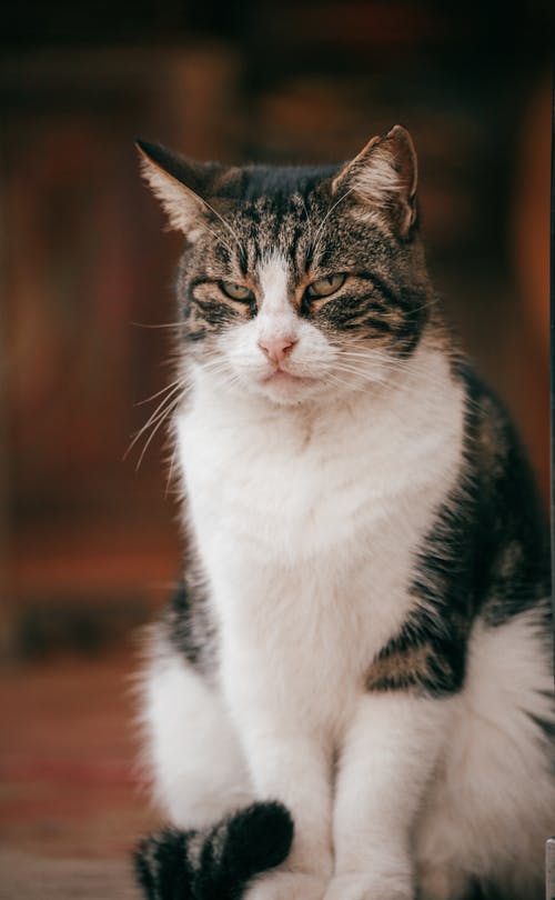 有关动物, 可爱, 可爱的的免费素材图片