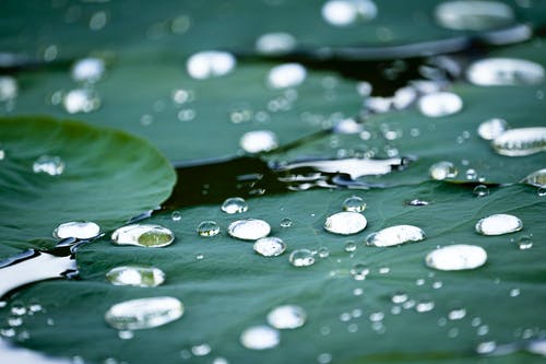 有关微距摄影, 树叶, 水的免费素材图片