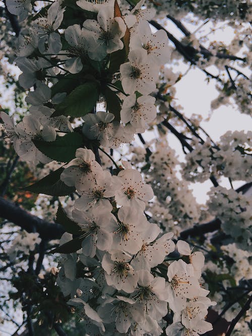 有关垂直拍摄, 增长, 微妙的免费素材图片