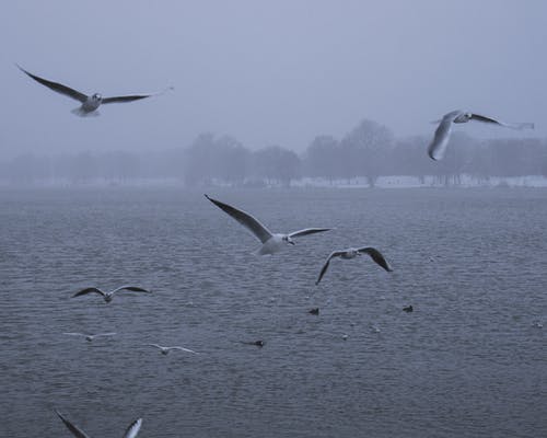 有关垂直拍摄, 海, 海洋的免费素材图片