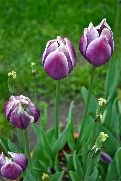 有关垂直拍摄, 天性, 景深的免费素材图片