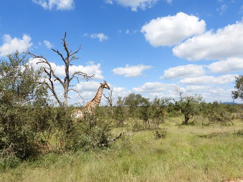 有关动物, 动物摄影, 已订位的免费素材图片