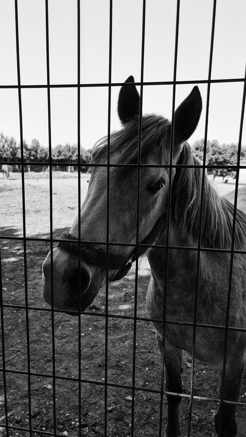 有关哺乳動物, 單色, 围栏的免费素材图片