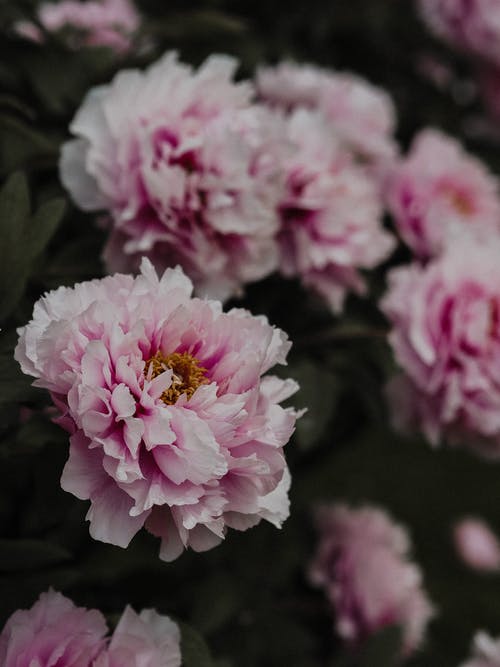 有关光, 公園, 味道的免费素材图片