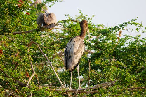 有关树木, 树叶, 泄漏的免费素材图片