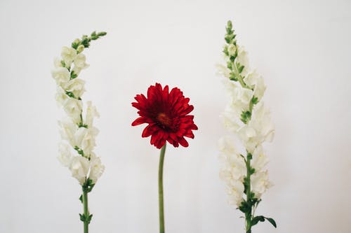 有关微妙, 漂亮, 白色的花朵的免费素材图片
