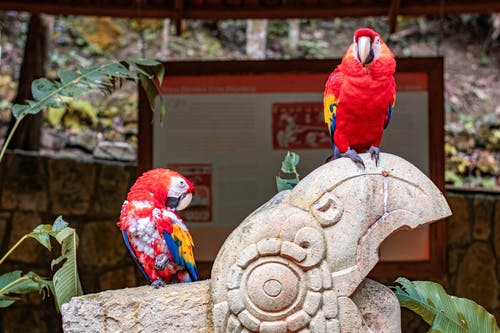 有关动物, 动物摄影, 猩红色的金刚鹦鹉的免费素材图片