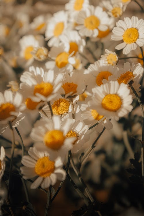 有关光碟, 垂直拍摄, 增长的免费素材图片