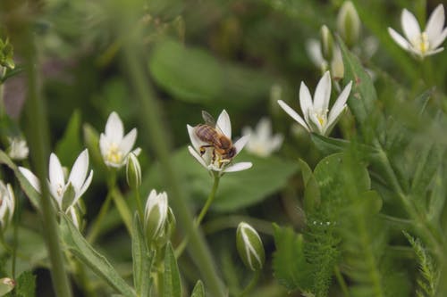 有关授粉, 昆蟲, 植物的免费素材图片