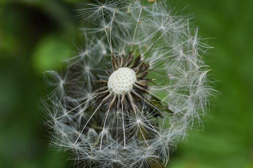 有关天性, 工厂, 微距拍摄的免费素材图片