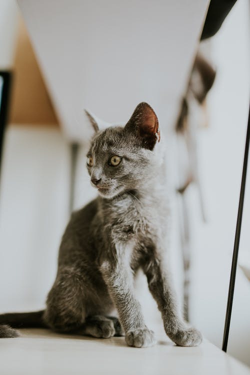 有关可愛, 可愛的, 垂直拍摄的免费素材图片