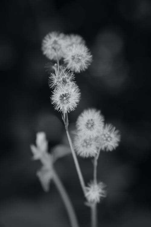 有关bw, 垂直拍摄, 增长的免费素材图片